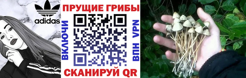 Псилоцибиновые грибы Psilocybe  ОМГ ОМГ как зайти  Жуковский 